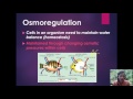 Cell Transport and Osmosis Concepts