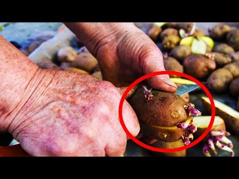 10 Vegetables and Produces That Can KILL You if NOT Eaten Correctly