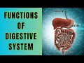 Digestive System Functions and Processes