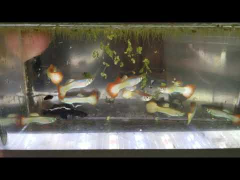 Tequila Sunrise Guppies available now!  (Males in  