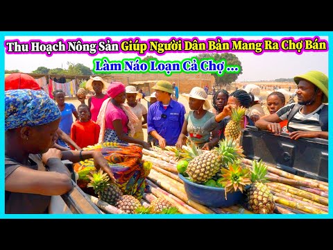 Hùng KaKa || Thu Hoạch Nông Sản Giúp Người Dân Mang Dứa Ra Chợ Bán và Cái Kết Náo Loạn Chợ
