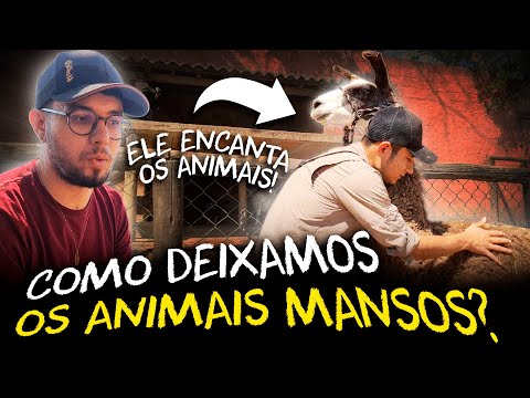 COMO OS ANIMAIS DA CASA DOS BICHOS SÃO TÃO MANSOS?