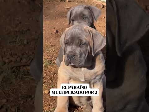 El paraíso, multiplícalo por dos #perros
