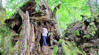 Castagnon d'la Rena - Tuscany's thickest Tree (Castanea sativa) has fallen apart