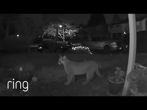 Not the Typical “Neighborhood Cat” | RingTV