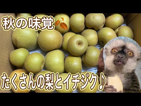 秋の味覚を楽しもう！梨とイチジクの贈り物と動物たちの様子 サムネイル
