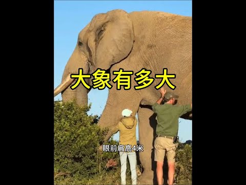 大象到底有多大！ #大象 #野生動物零距離