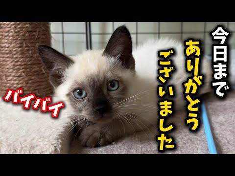 子猫の奇跡の救出と新しい幸せな日々の始まり サムネイル
