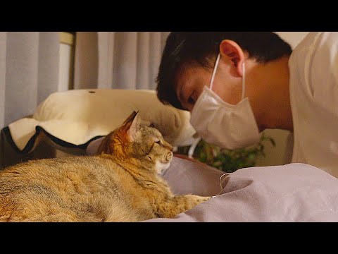 忙しくて相手できなかった愛猫、茶々さんを強く抱きしめた夜とトイレットペーパー