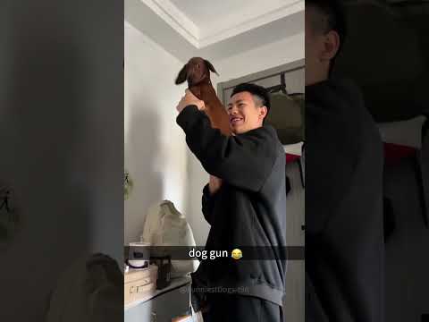 Episode 60 | I have a dog with a human nature 🤣🤣#dog #dogs #funnydogs #funnypets #funnyvideo