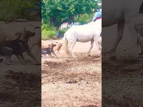 Mr Ed wasn’t playing #horses
