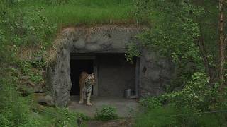YouTube video thumbnail: Natasha, the Alaska Zoo’s Tiger, Turns 13 Years old