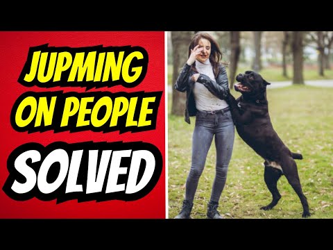 NEVER Struggle With A Jumping Dog Again! How To Train Your Dog To Stop Jumping.