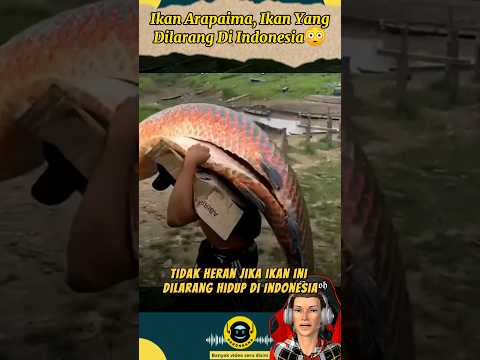 Pantas Saja Ikan Ini Di Larang Di Indonesia😳 #fish #giant #arapaima #predator #arapaimagigas #ikan