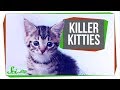 Impact of Cats on Wildlife and Extinction