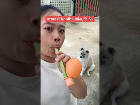 เป่าแตรก้านมะละกอแกล้งบูก้า 🔉🐶 #ฮาๆขำๆ #แกล้งหมา #ฝากติดตาม #ช่องยูทูป #buka