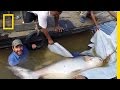 Mekong Giant Catfish Facts