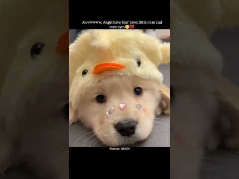 awwww, angel have little nose, four paws and cute eyes🤭🎀|||