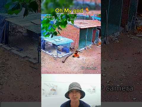 Surveillance camera captures a rooster #chicken #animals #shortvideo #short