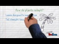 Exploring Plant and Animal Adaptations in Tropical Rainforests