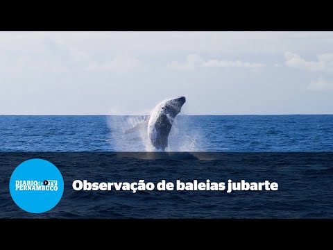 Observação de baleias jubarte é opção de turismo no Espírito Santo