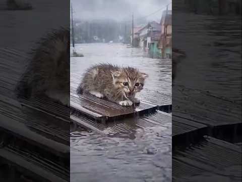 Can You Help This Poor Cat? 121 🐱💔 Watch What Happens Next! #cat #sad #shorts #sick #catlovers