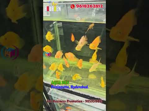 Fish Lovers అడ్డా |All Aquarium Accessories #LocalFishStore, #AquariumSupplies, #LiveAquariumPlants,