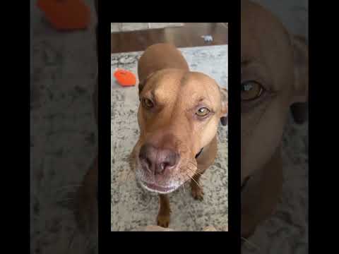 funnydogs#cute#doglover#doglife#cure#dogshorts#pet#doglife#dogshorts