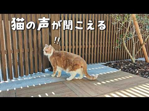 お散歩中に突然知らない猫の声が聞こえてきました