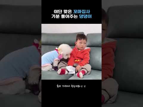 기분 풀어주는 댕댕이