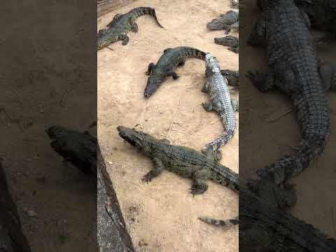#crocodile #farmanimalct #share #animals #beach #zoo #farm #pets