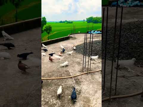 #pigeon #shortvideo #shorts