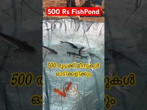 500 രൂപയുടെ മീൻകുളം #fishpond #malayalam #shorts #waterproofing #nidheesh