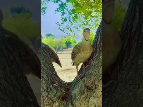 teetar voice 🔥#viral #foryou