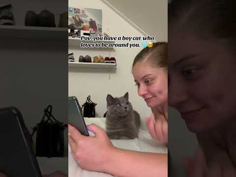 Funny cat