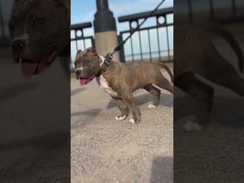 🎥😎Hollywood Sherm😎🎥.   #dog #bully #puppy  #xlbully #charleston #downtowncharleston