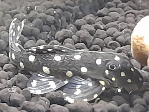 Meet Valentine Here is my valentines gift, a snowball pleco and he's called valentine