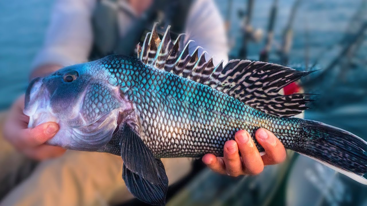 EPIC FISHING DAY - Nonstop Inshore Action Field Trips Rhode Island