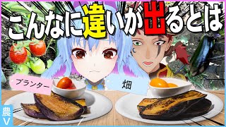 同じ苗なのにこんなに違う!? 畑vsプランター夏野菜ガチ検証！【結果発表】