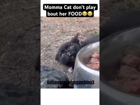 Nah she ain’t have to do allat😭😭 #funny #cat #voiceover #shorts #comedy