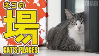 動画サムネイル