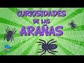 Curiosidades de las Arañas