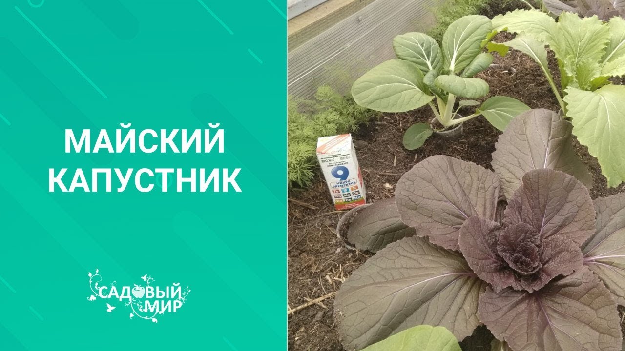 Обязательно подкормите капусту мелом! Супер урожай гарантирован! Как посадить и подкормить капусту