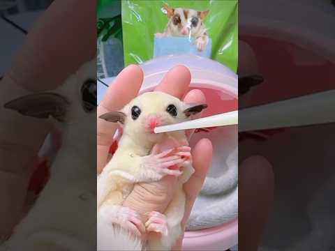 Kind man raised baby sugar glider.#love #kindness #animals #cutepet