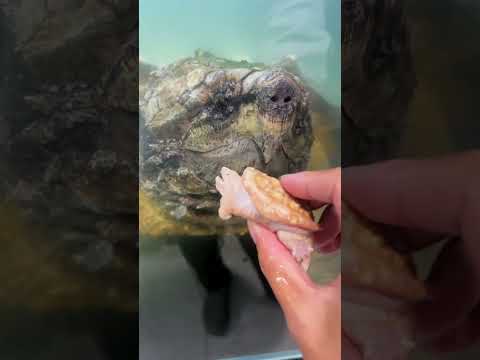 A 4cm yellowing alligator snapping turtle provokes a 52cm adult giant snapper