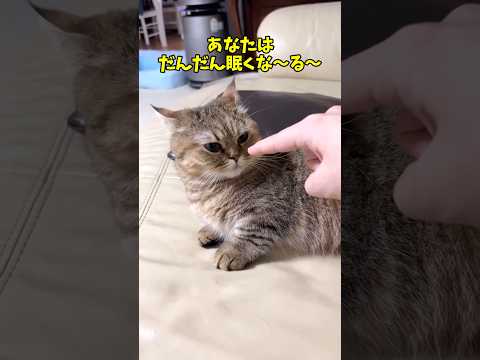 猫の魅力を余すところなく解説｜かわいさと癒しのポイント サムネイル