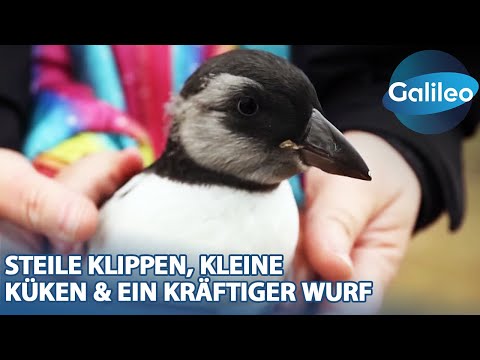 Puffling Patrol: Das süßeste Rettungsteam der Welt im Einsatz