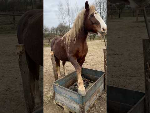 And she’s proud of it too… 😓 #funny #funnyhorse #blooper #horses #horse #horsebloopet