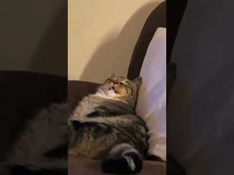 Hilarious Sleeping Cat Moments! 💤😹