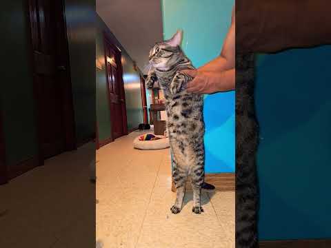 #cat